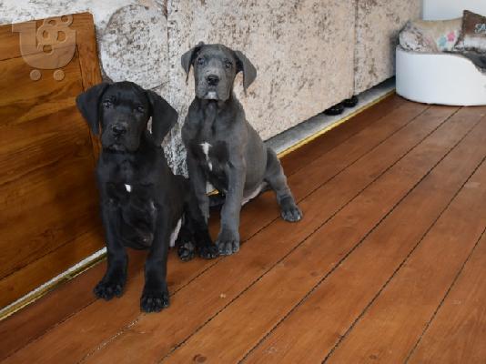 PoulaTo: Greatdane {€180}